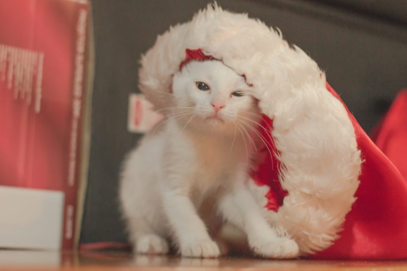 The ARL will once again offer Christmas morning delivery of adopted pets