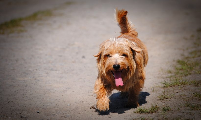 With a sustained heat wave in the forecast, the ARL enacts Code RED