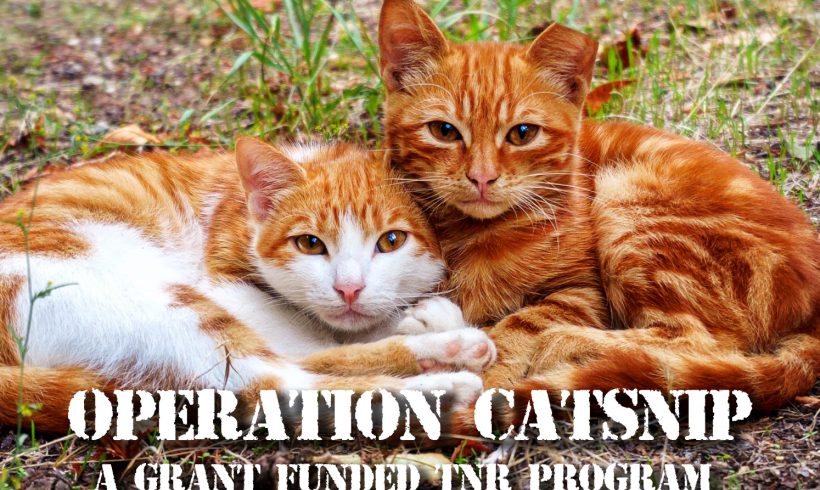 The ARL opens applications for Operation CatSnip, a grant-based, lower-priced TNR program