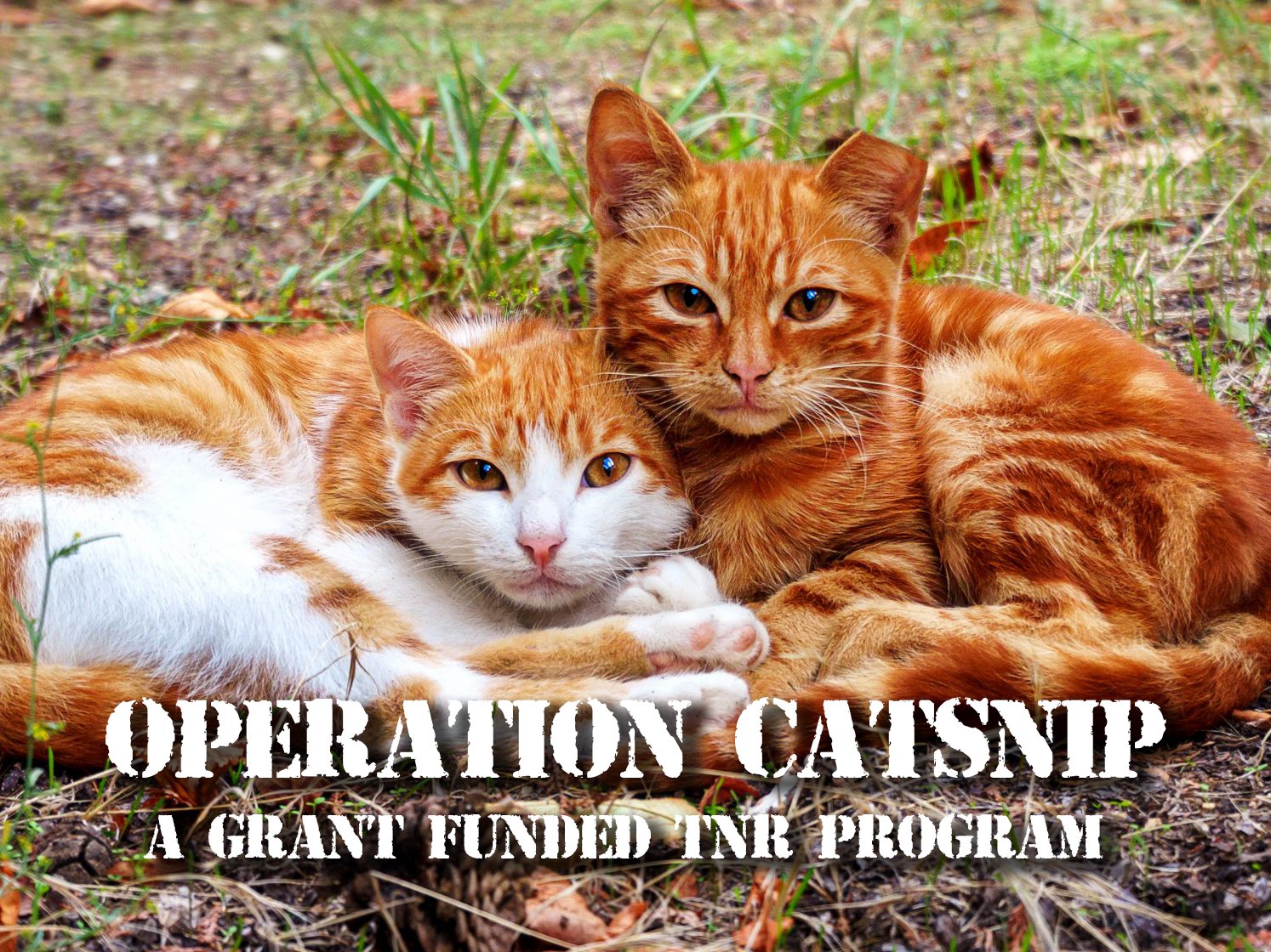 The ARL opens applications for Operation CatSnip, a grant-based, lower-priced TNR program