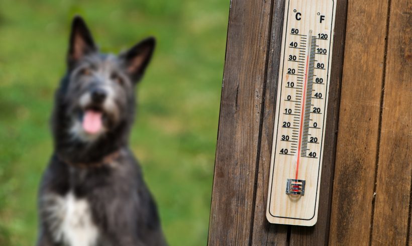 City Council passes amendment to strengthen Code Red enforcement and dog protection within the City of Reading