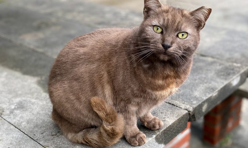 Community cats: Solutions for a community in crisis