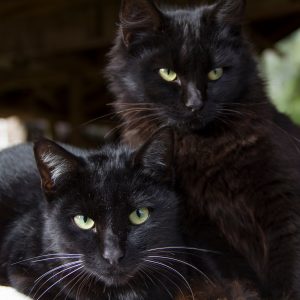 Gwenny & Cookie Gwenny & Cookie