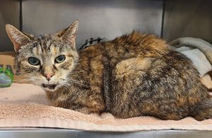 Get to know the lives we save – Meet Miku