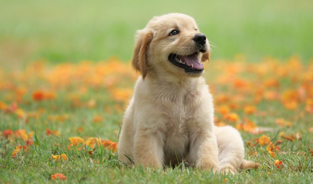 How three key donors are shaping the future of ARL’s veterinary care