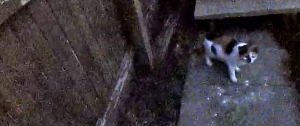 Birdsboro cat tests positive for rabies virus