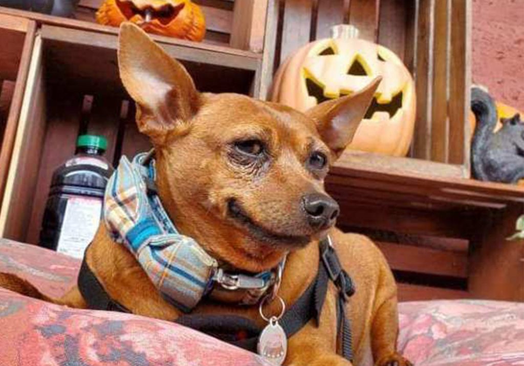 The Chester Chronicles