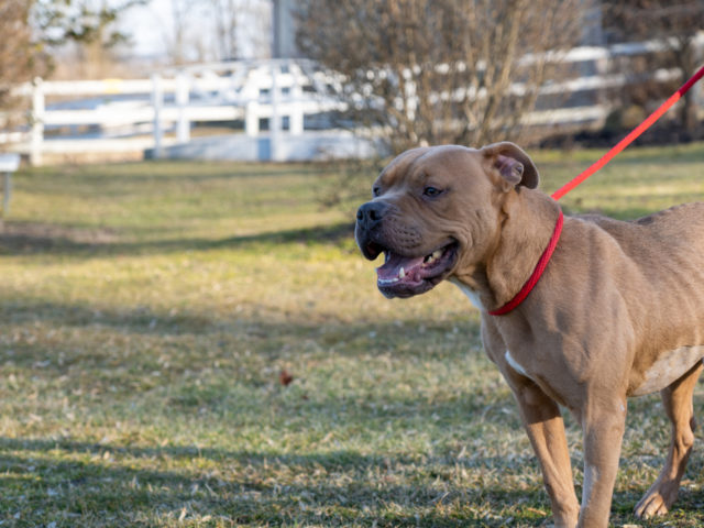 Get to know the lives we save. Meet Gorzo.