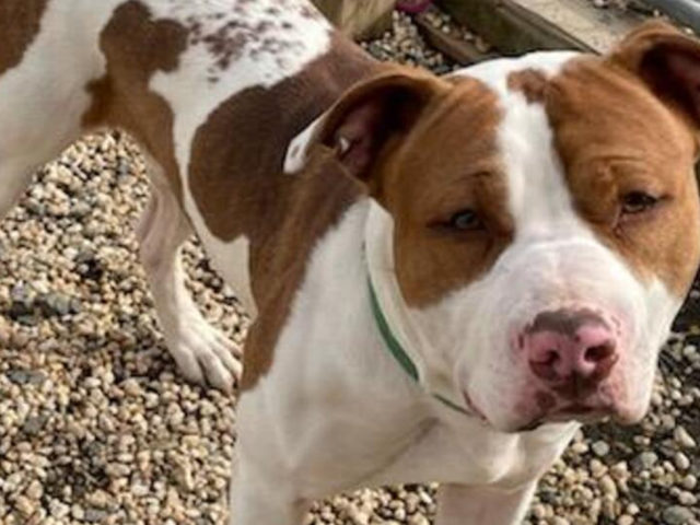 Our dog volume is critical and we need your help!