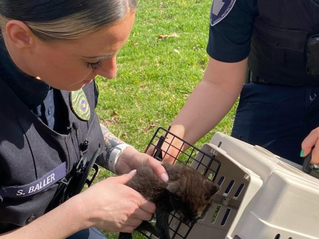 Rabies case reported in St. Lawrence Borough