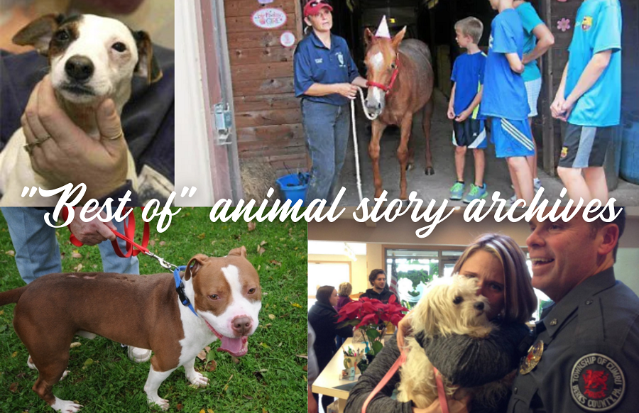 “Best of” animal story archives – in celebration of ARL’s 70th anniversary