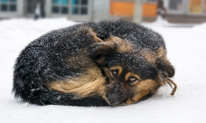 ARL Issues Code Blue for the City of Reading – February 1, 2023