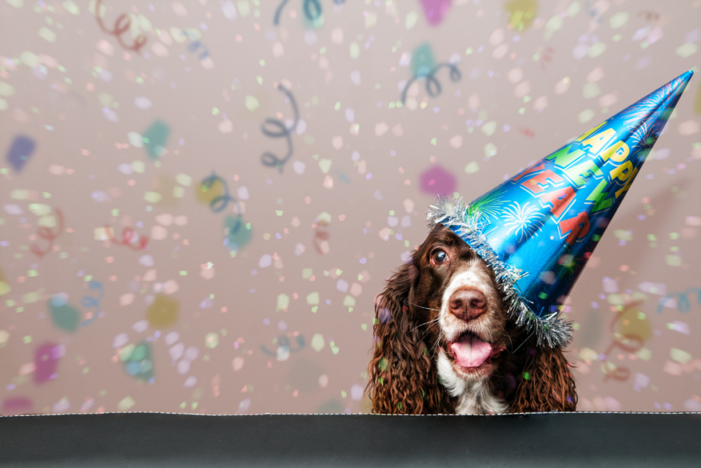 This year, make it your New Year’s resolution to be an animal advocate