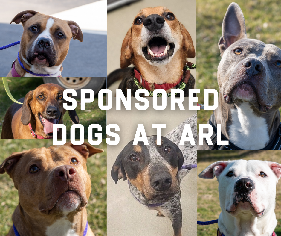 ARL community joins forces to sponsor 14 dogs waiting for a new home