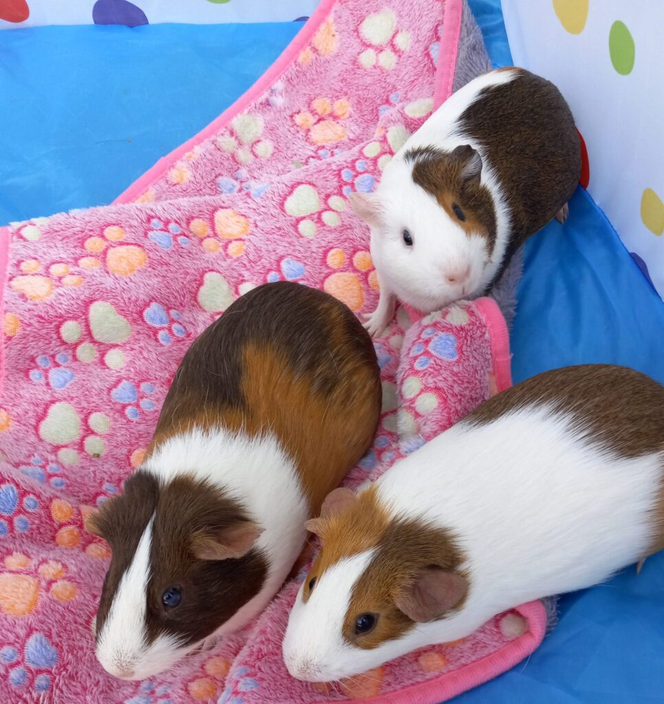 Get to know the lives we save: Meet Gertrude