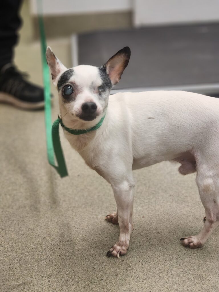 Get to know the lives we saved: Meet Scamp