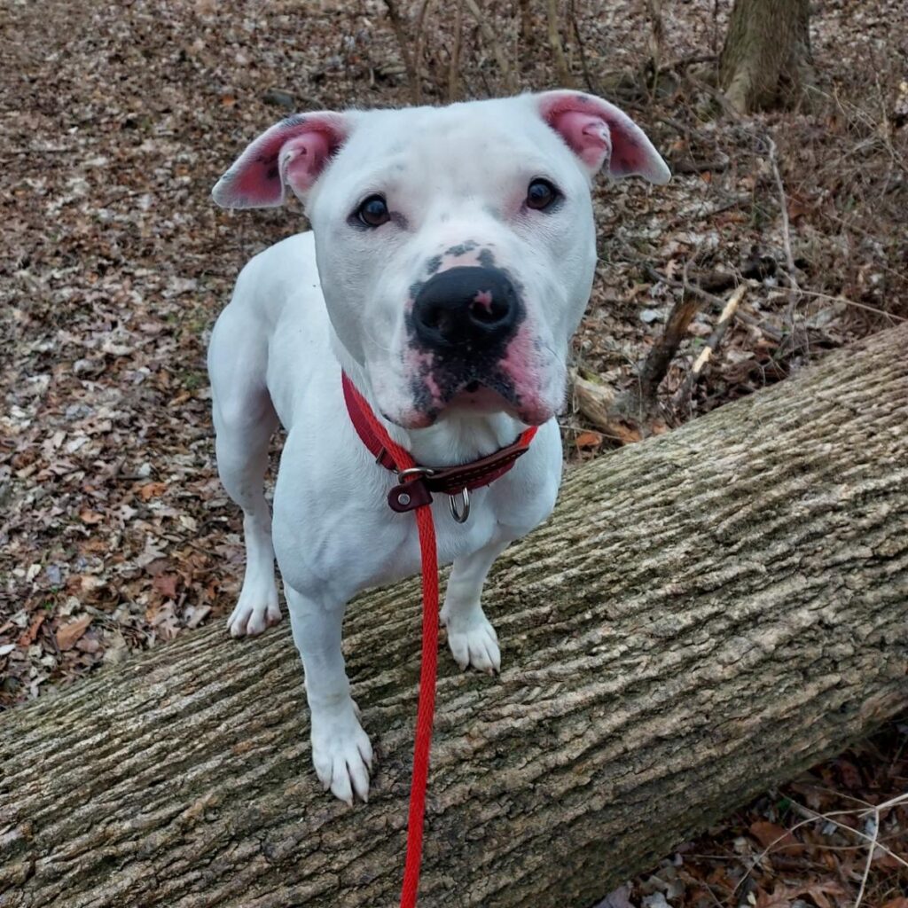 Get to know the lives we saved: Meet Ruppert