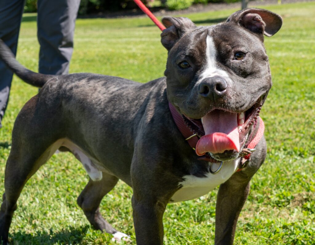 Get to know the lives we save: Meet Archie - Animal Rescue League of ...