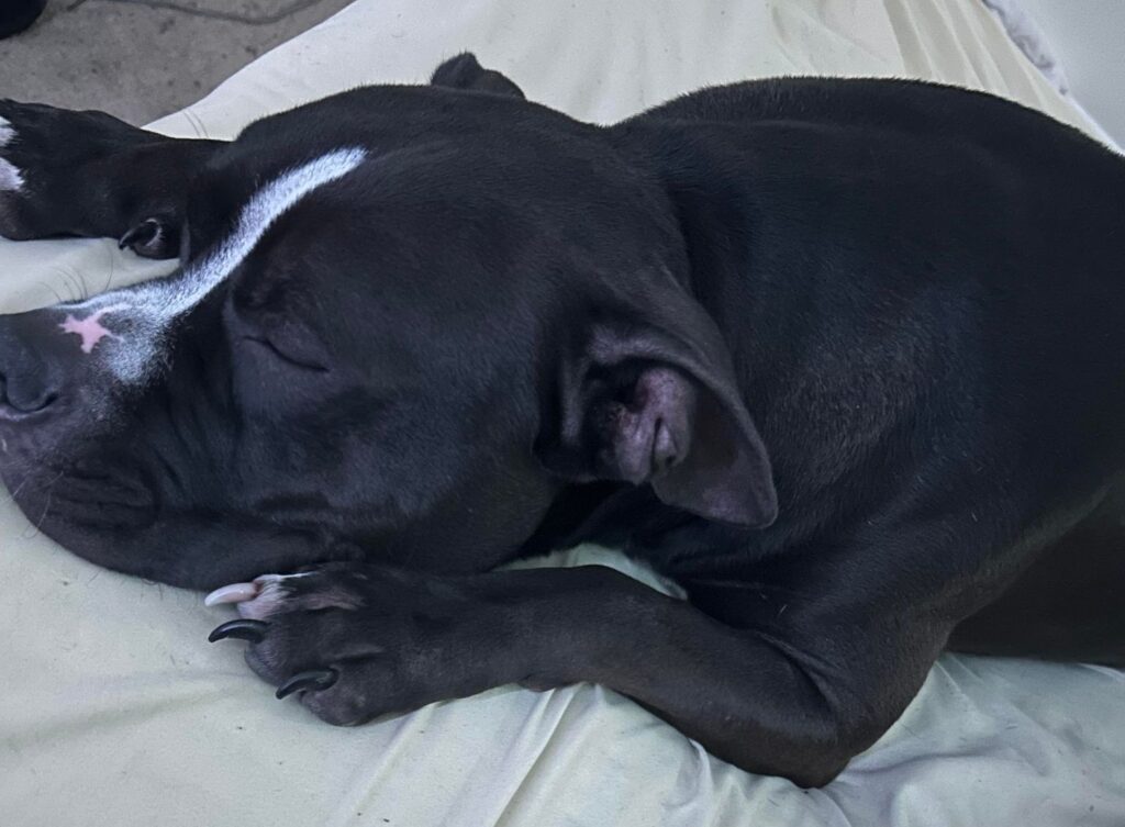 Get to know the lives we save: Meet Archie - Animal Rescue League of ...