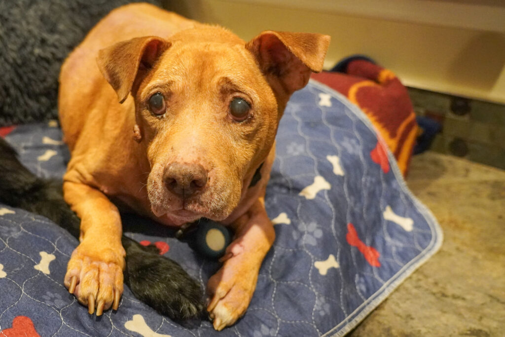 Get to know the Lives We Save: Meet Love