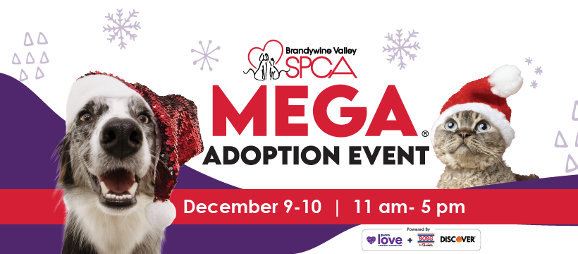 ARL to Participate in Brandywine Valley SPCA’s Mega Adoption Event to Find Hundreds of Dogs & Cats Homes for the Holidays ARL to Participate in Brandywine Valley SPCA’s Mega Adoption Event to Find Hundreds of Dogs & Cats Homes for the Holidays