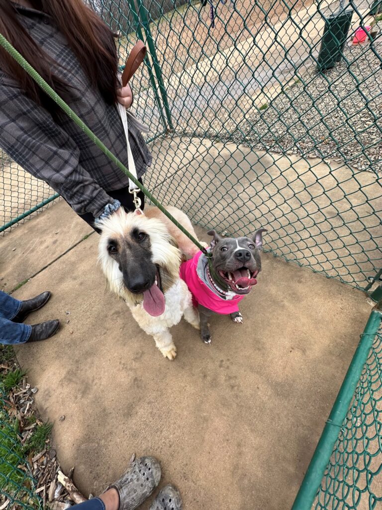 The Lives We Save – Afghan Hounds