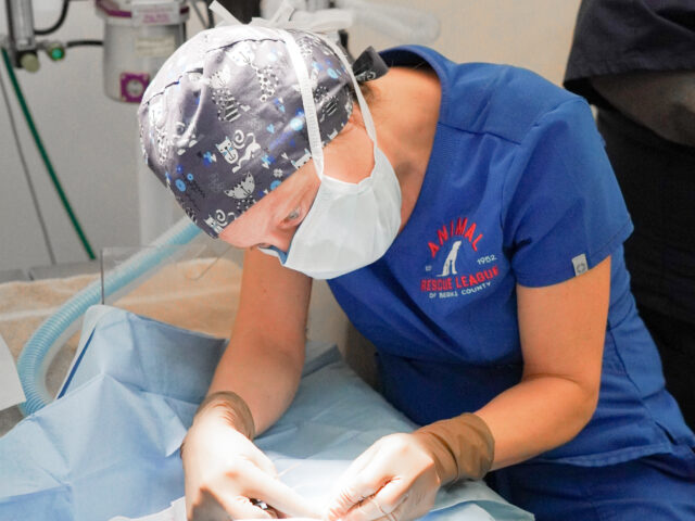 ANIMAL RESCUE LEAGUE OF BERKS COUNTY TO REOPEN TNR CLINIC