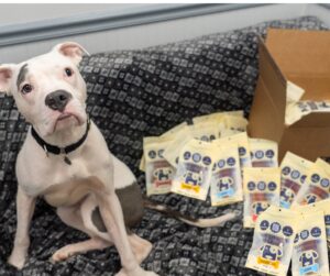 Saint Rocco's Treats