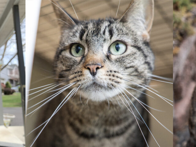 ARL to host sponsored adoption weekend June 6th – 8th