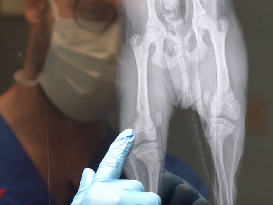 ARL Launches Emergency Campaign to Replace X-Ray Machine ARL Launches Emergency Campaign to Replace X-Ray Machine