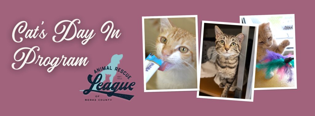 Cats day in website banner