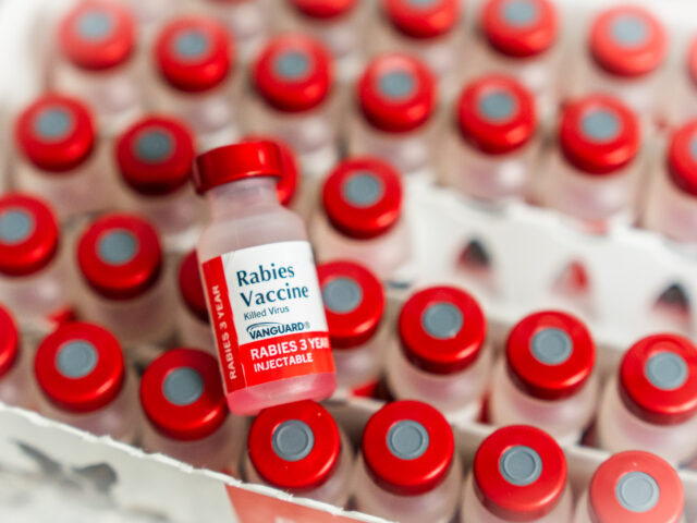 Rabies Cases in Berks County: How to Protect your Pets  