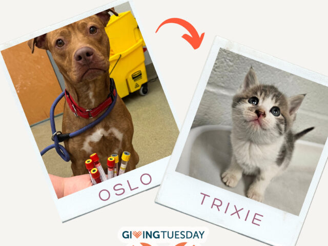 A life-changing blood donation for a kitten