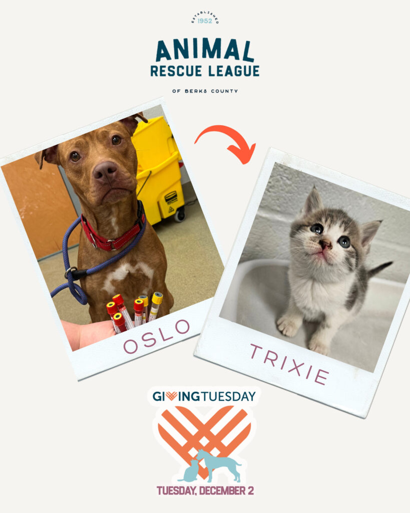 A life-changing blood donation for a kitten