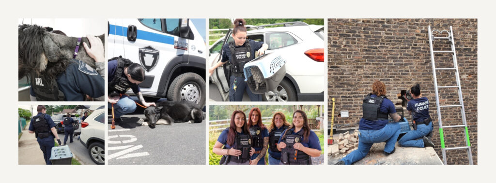 Website – Animal Control cover