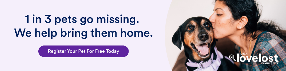 Banner-Lost-970×242-Dog-Eng