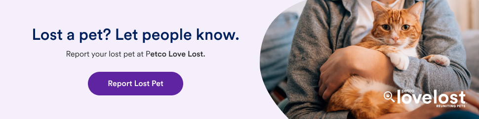 Banner-Lost-english-970×242 (1)