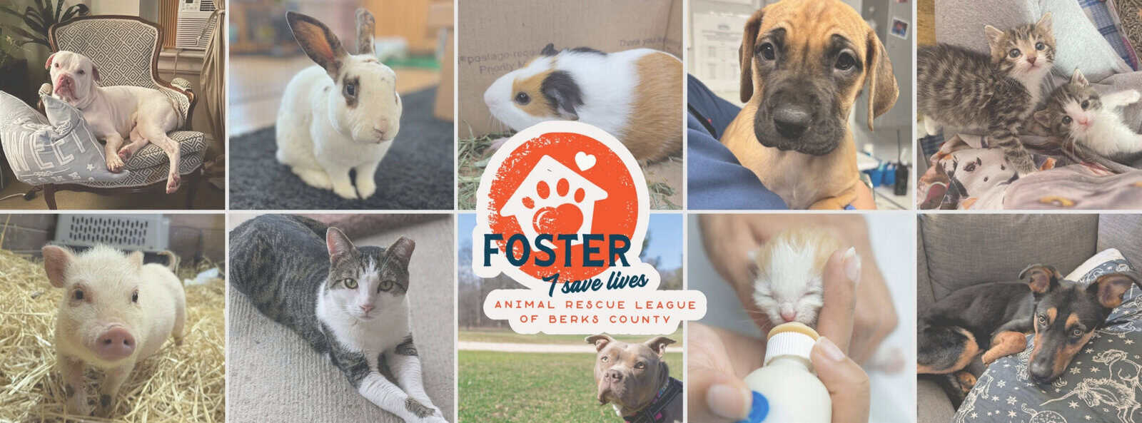 Foster Program - Animal Rescue League of Berks County