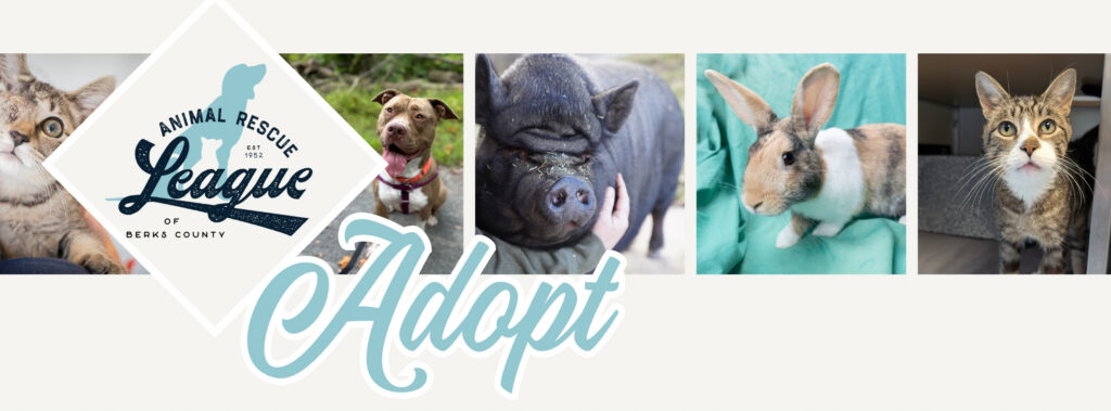 website banner – adoptions
