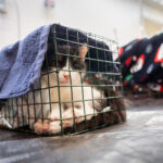 Expanding TNVR Access Ahead of “Kitten Season”