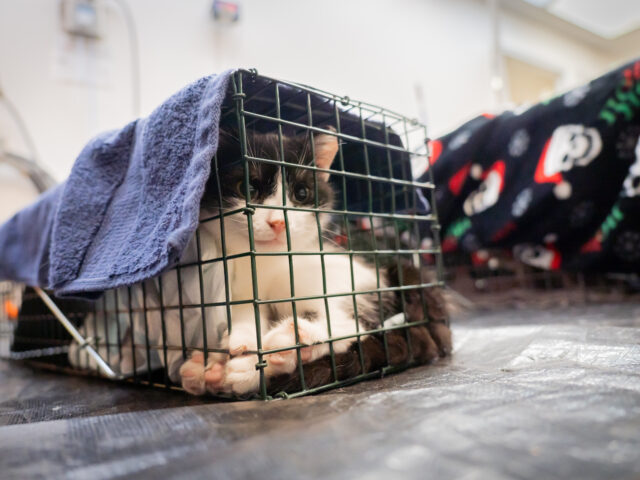 Expanding TNVR Access Ahead of “Kitten Season”