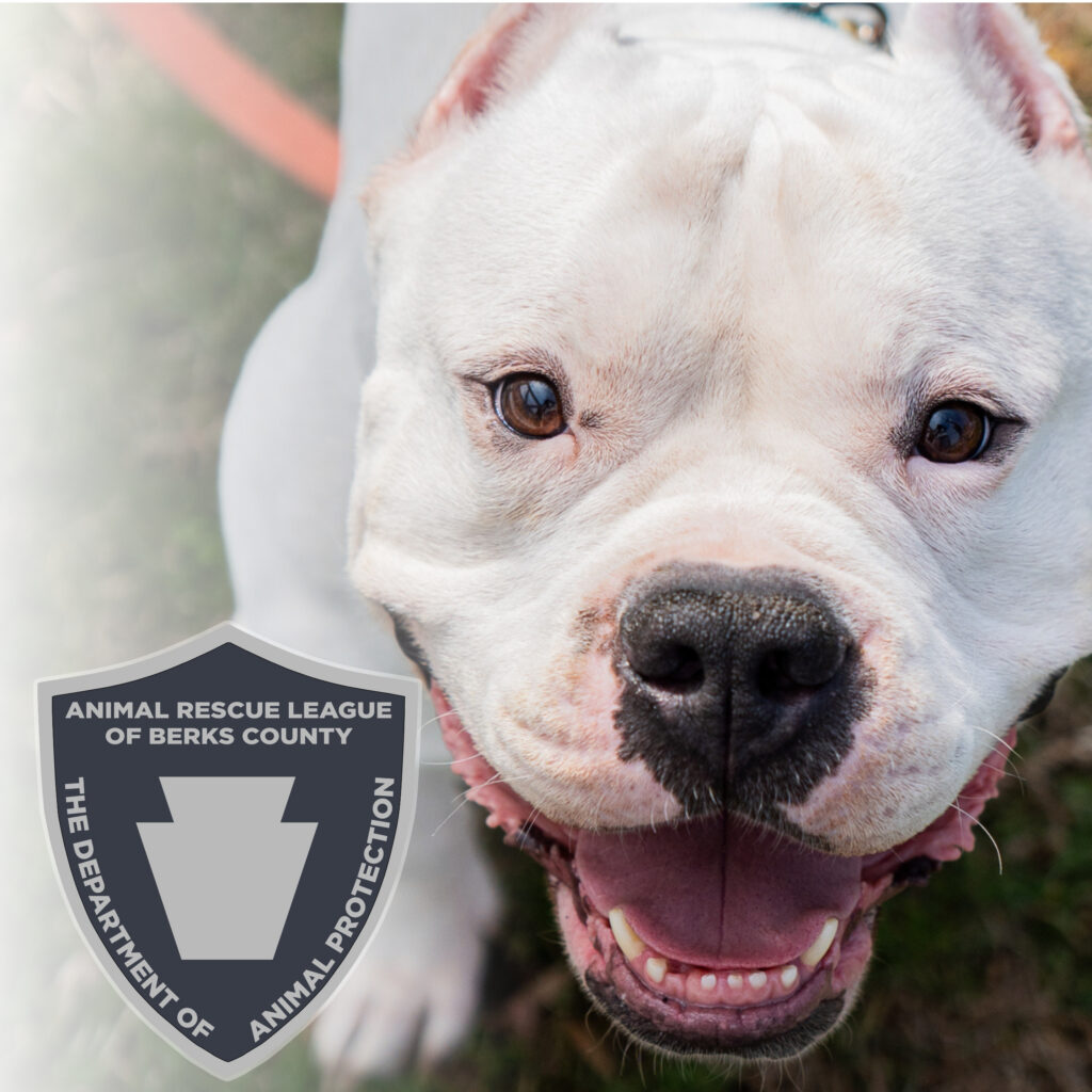 Beyond the Badge: What Animal Control Is (and Isn’t) Beyond the Badge: What Animal Control Is (and Isn’t)