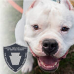 Beyond the Badge: What Animal Control Is (and Isn’t)