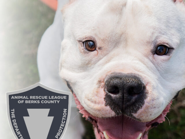 Beyond the Badge: What Animal Control Is (and Isn’t)