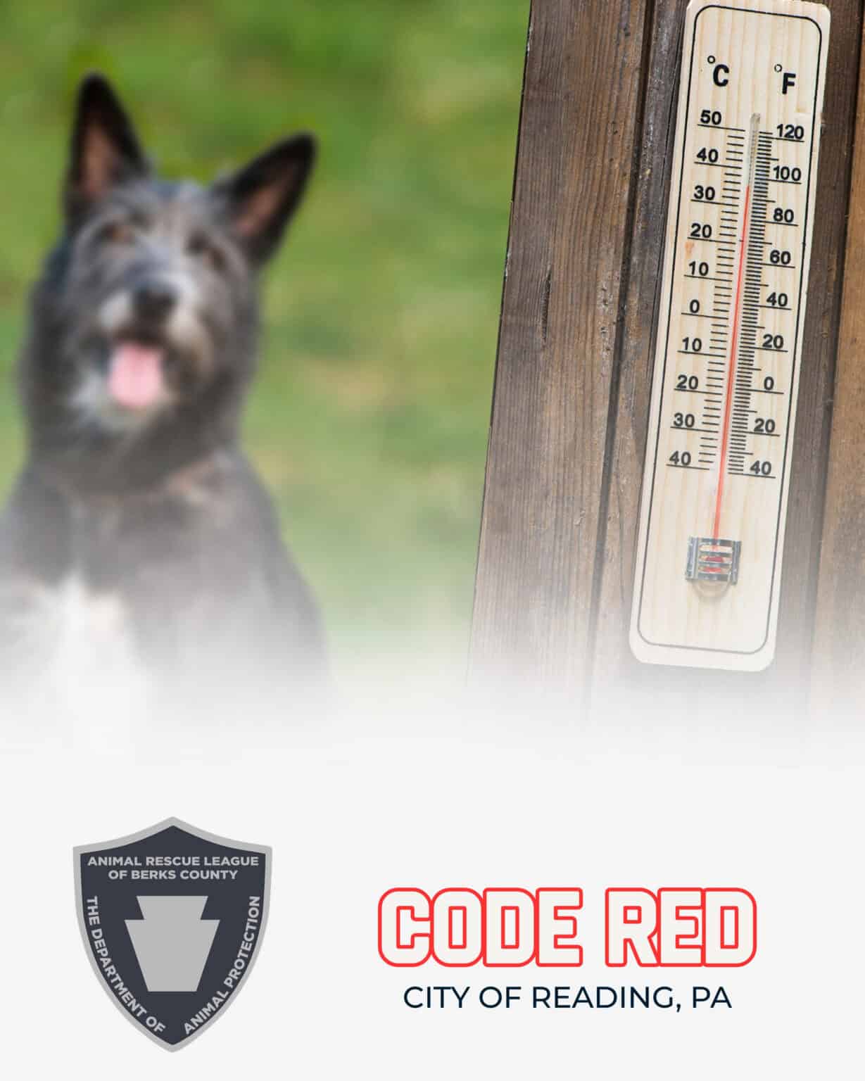 Code Red Status Code Blue / Code Red Announcements: - Animal Rescue League of Berks County