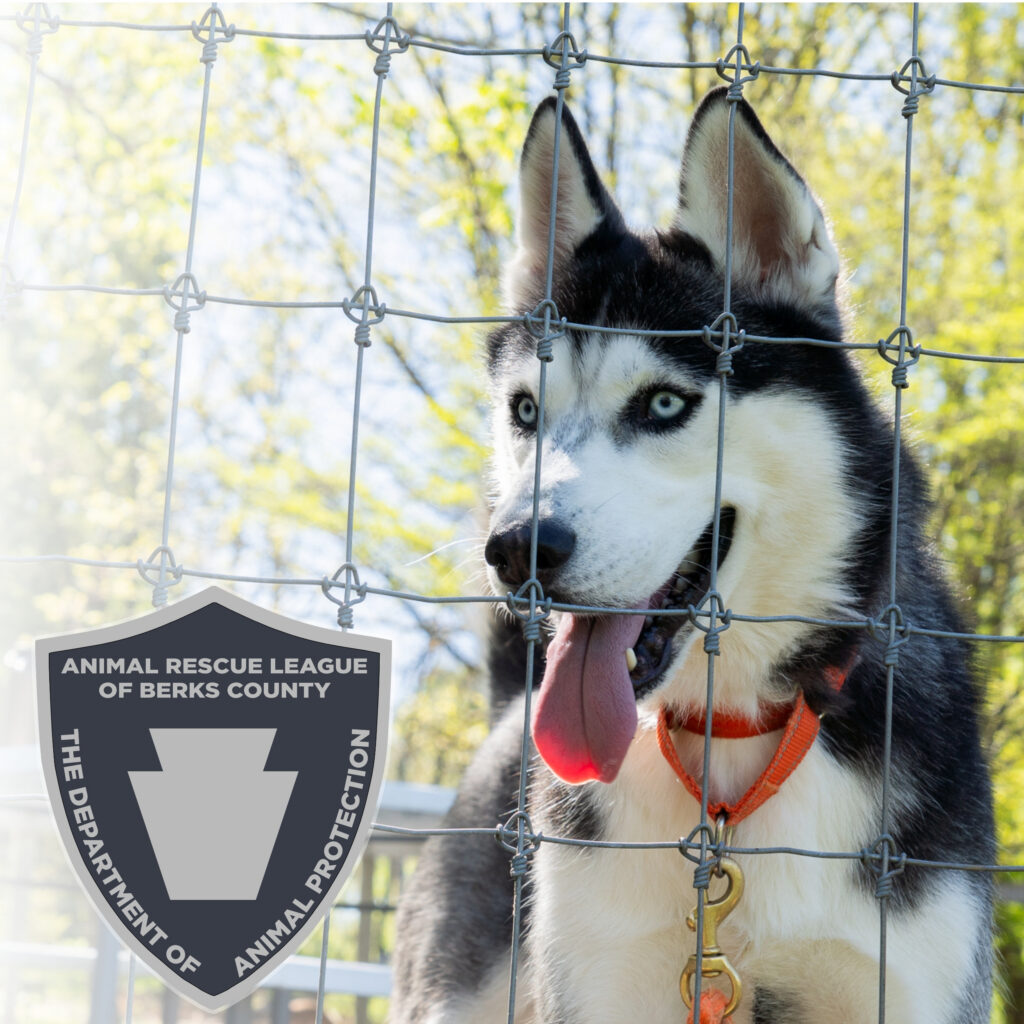 Beyond the Badge: How Animal Control Works in Berks County