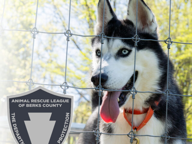 Beyond the Badge: How Animal Control Works in Berks County