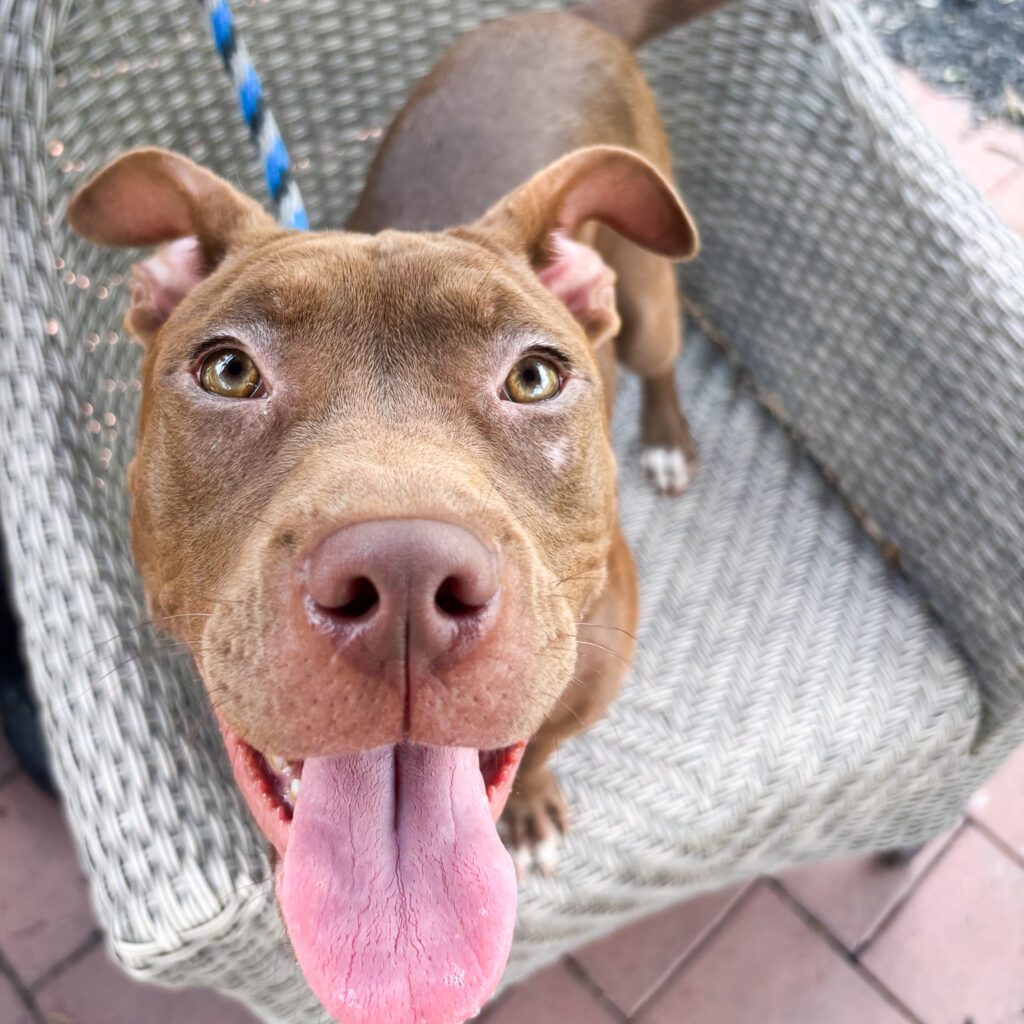 More Second Chances for More Zoomies