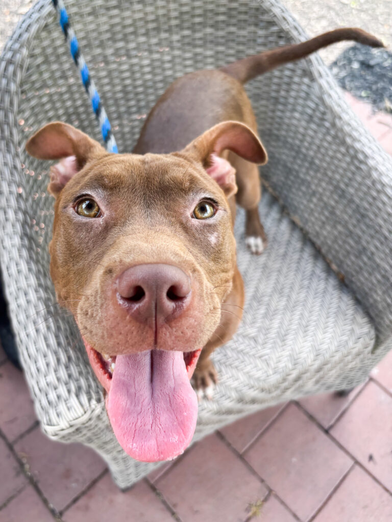 More Second Chances for More Zoomies More Second Chances for More Zoomies