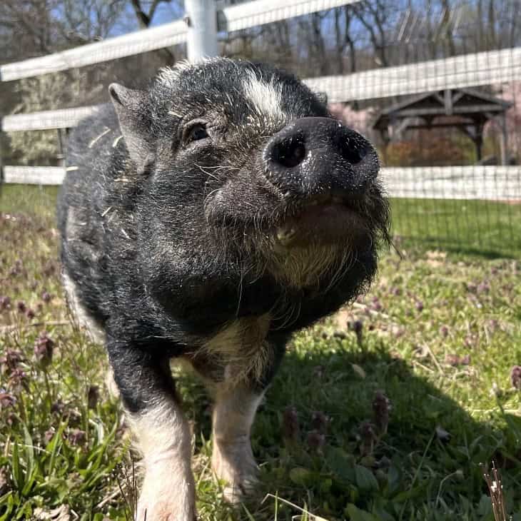 Bikini the pig